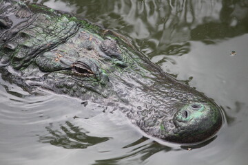 alligator in the swamp