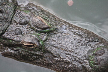 close up of an alligator