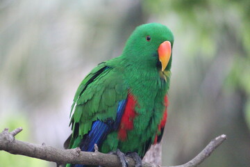 Colorful Bird