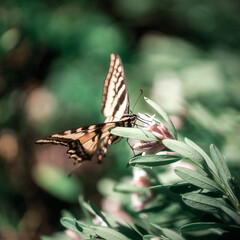 Fototapeta na wymiar Butterfly drinking from flower