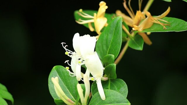 花のまわりを飛ぶハチ　スロー　蜜　花粉