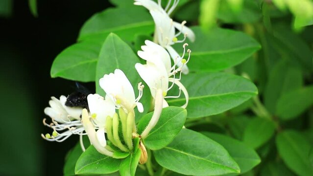 花のまわりを飛ぶハチ　スロー　蜜　花粉
