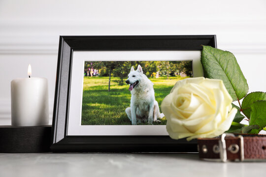 Frame with picture of dog, collar, burning candle and rose flower on light grey table. Pet funeral