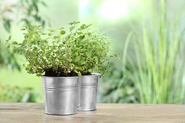 Fototapeta premium Aromatic potted oregano and thyme on wooden table. Space for text