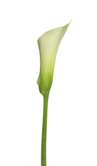 Beautiful calla lily flower on white background