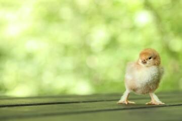 Cute chick on wooden surface outdoors, closeup with space for text. Baby animal