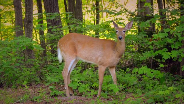 A female white-tailed deer at the edge of a clearing in Brunswick, ME nibbles on leaves after looking at the camera.