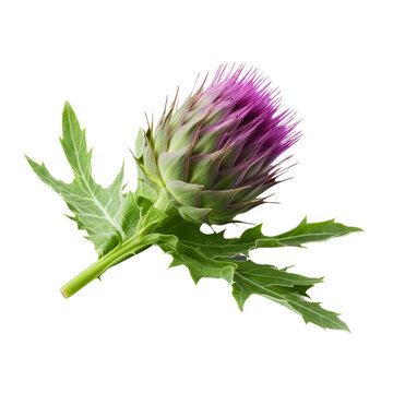 Cardoon Ornamental Plants flower  isolated on white background png.
