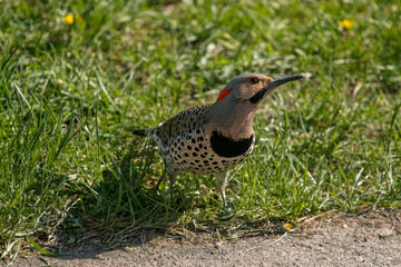 Northern Flicker on the ground searching for ants