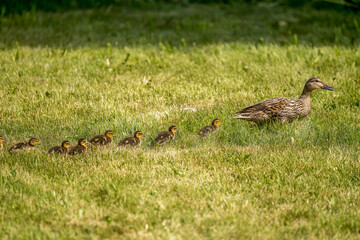 Female Mallard with chicks in Spring