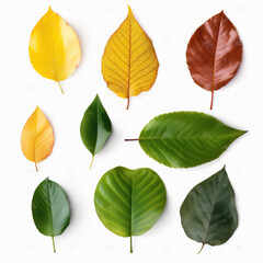 leaves selection isolated on white. AI generated content