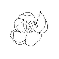 Cherry flower hand drawn. Line art. Vector 