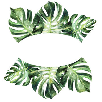 Monstera leaves watercolor border 300 dpi png , cheese plant leaves, tropical greenery,  botanical, summer wedding, invitations, transparent background, hand painted illustration   