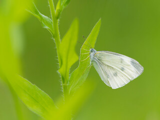 葉っぱの上でくつろぐモンシロチョウ