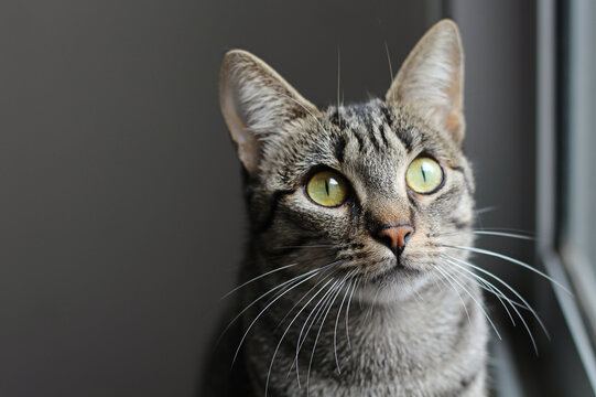 Gato dom&eacute;stico jovem, cinza tigrado, pelagem tabby