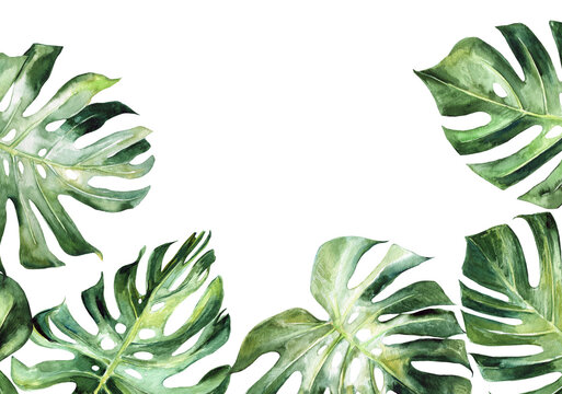 Monstera leaves watercolor border 300 dpi png , cheese plant leaves, tropical greenery,  botanical, summer wedding, invitations, transparent background, hand painted illustration   