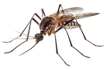 Mosquito Isolated on Transparent Background - Generative AI  
