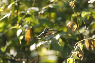 Esmeralda tijereta (Chlorostilbon canivetii)