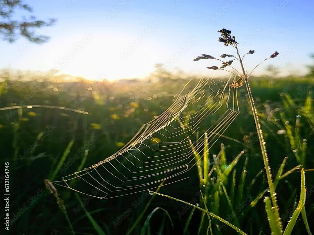 Canvas Prints spider web with dew drops
