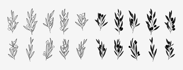 Olive Branch for olive oil logo or olive icon, hand drawn olive branch botanical herbs elements in vector format - obrazy, fototapety, plakaty