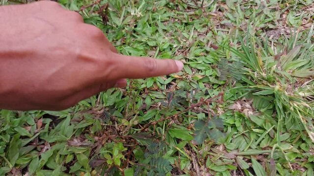 Folding response or "sleep" or nyctinastic movement. Upon touching the compound leaf of a Touch-me-not (Mimosa pudica) plant with a finger