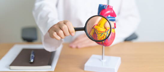 Doctor with human Heart anatomy model and magnifying glass. Cardiovascular Diseases,...