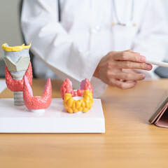 Doctor with human Thyroid anatomy model and tablet. Hyperthyroidism, Hypothyroidism, Hashimoto...