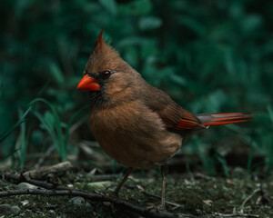Female Cardinal 