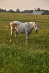 Fototapeta na wymiar White Horse
