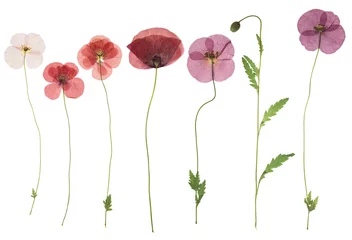  Pressed and dried flower poppy, isolated on white background. For use in scrapbooking, floristry or herbarium. © svrid79