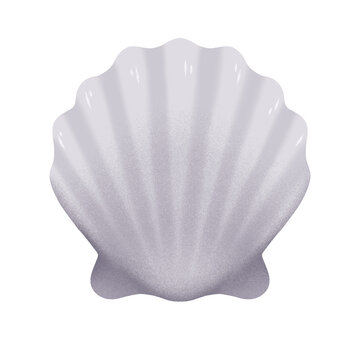 seashell isolated on white