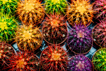 Top view of various colorful cactuses. Growing Succulents. 