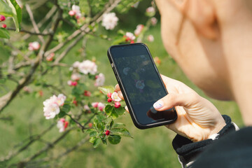 Female holding mobile phone and take photo blooming spring apple trees. Springtime and people
