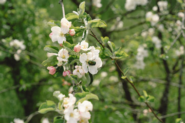 Beautiful white flowers on a branch of an apple tree against the background of a blurred garden. Apple tree blossom. Spring background