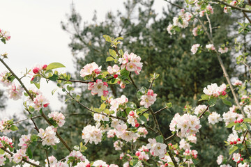 Beautiful white flowers on a branch of an apple tree against the background of a blurred garden. Apple tree blossom. Spring background