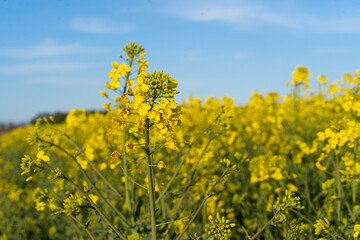 Field of colza rapeseed yellow flowers and blue sky. Oilseed, canola, colza. Nature background. Spring landscape. Ukraine agriculture illustration