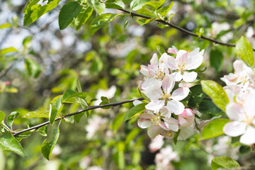 Beautiful white flowers on a branch of an apple tree against the background of a blurred garden. Apple tree blossom. Spring background