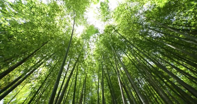 A green bamboo forest in spring sunny day wide shot panning