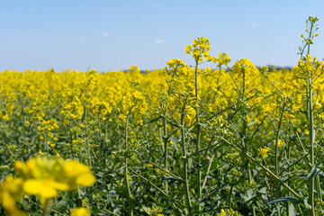 Obraz premium Field of colza rapeseed yellow flowers and blue sky. Oilseed, canola, colza. Nature background. Spring landscape. Ukraine agriculture illustration