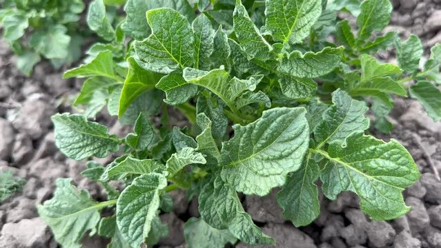 In the spring, a young potato sprout grows 