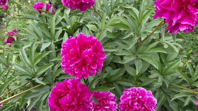 Blooming buds of red peonies in the garden