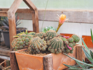 Small cactus in brown flowerpots.