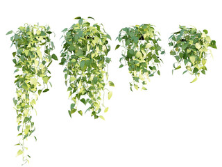 isolated hanging photos plant, in 4 different variation, best use for landscape design, postpro...