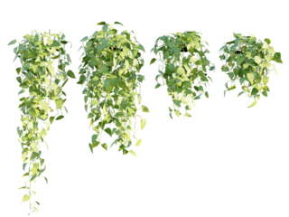 isolated hanging photos plant, in 4 different variation, best use for landscape design, postpro render visualization.