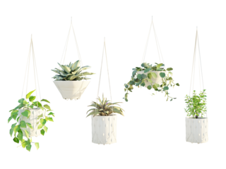 isolated hanging plant with white pot, in 5 variation, best use for interior design, landscape design, and post pro visualization render.
