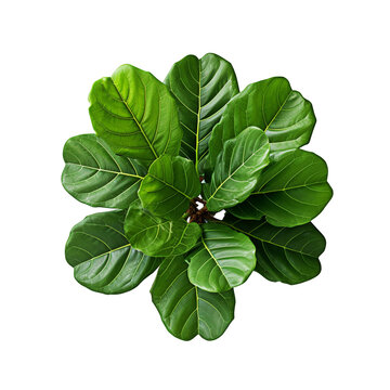 bush, plant, follage