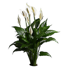 Lily, Peace Lily, Flower