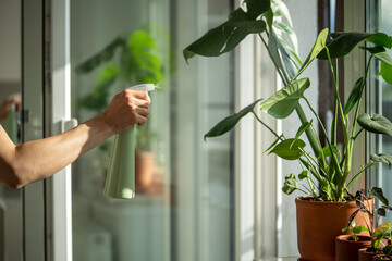 Woman spraying Monstera plant in clay pot. Female hand sprays water on houseplant in flower pot,...