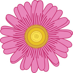 Pink Daisy Aster Flower Icon Vector