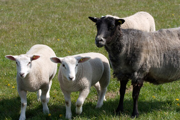 Sweden,Gotland Sheep